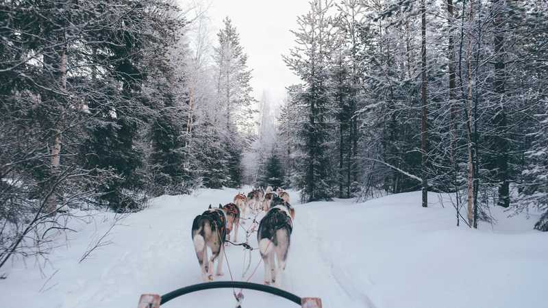 Atelaj de sanie cu câini pe zăpadă, la Santa Claus Village din Rovaniemi