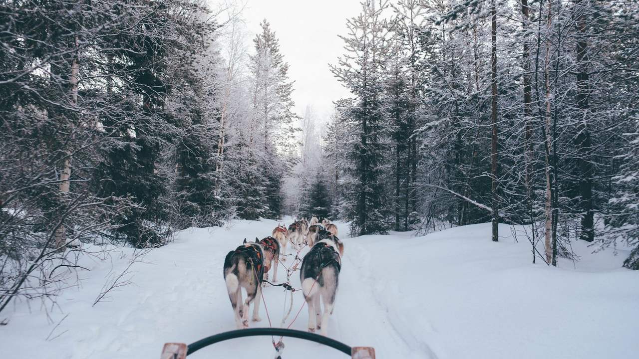 Atelaj de sanie cu câini pe zăpadă, la Santa Claus Village din Rovaniemi