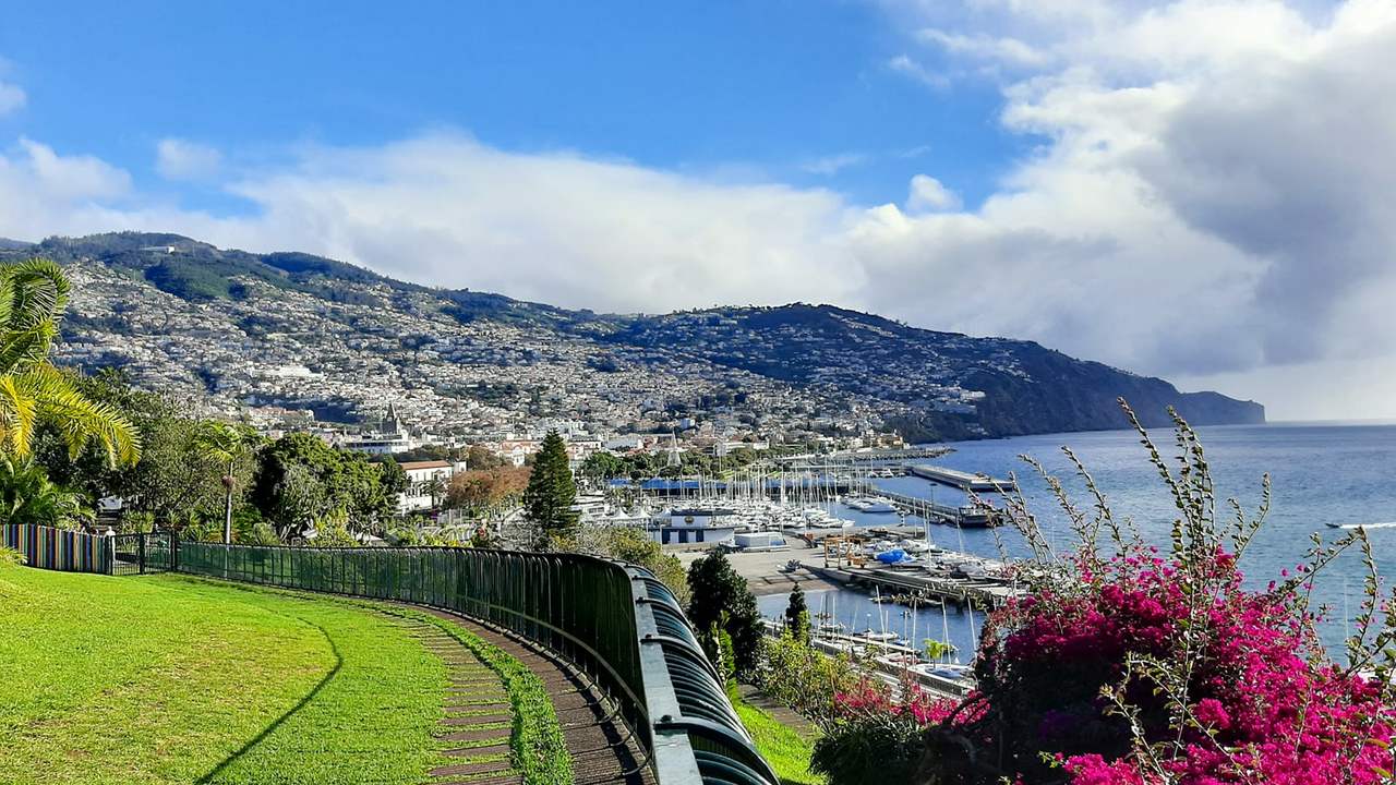 Palmier și iarbă în prim-plan, cu portul Funchal și oceanul în fundal