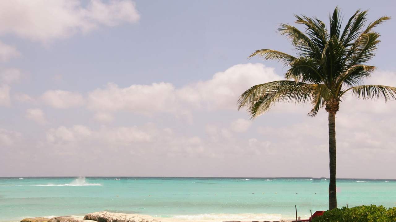 Palmieri pe plaja din Cancun, cu nisipul și marea în spate
